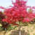 红枫树苗日本红枫档次高庭院别墅盆栽可做行道树园林小区绿化树苗 日本红枫1厘米粗