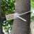 定制一次性园林苗木锁扣打号锁标记牌标签标识号苗树扎带塑料封条 红色60长100条