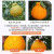 采缇 四川不知火丑橘当季丑柑丑八怪桔子现货新鲜孕妇水果柑橘 9斤（果径70-80mm）