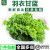 千牛优福新鲜羽衣甘蓝 嫩叶kale甘兰健身榨汁蔬菜西餐食材蔬菜沙拉 2斤