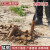 精品洛阳铲头取土器挖土坑打洞打井对锹考古勘探杆洞 1把铲头6米（每节1米）