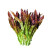 花如嫣蔬菜种子脆爽紫油麦菜种子 红油麦菜种子生菜种籽蔬菜种籽 原装1000粒1包