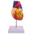 鸣固  成人心脏解剖模型  循环系统心内科心脏血管实验室教学模型 1:1自然大心脏（无标识款）
