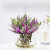 水培植物紫露兰盆栽室内办公室花卉水养粉掌油画婚礼吊兰 油画婚礼【不含花瓶】