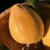 独爱（DUAR）糯香鸡蛋果子新鲜蛋黄果1-5斤海南特产当季水果孕妇热带应季整箱 3斤