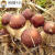 穆淳傲SMMIO赤菇新款巧克力色大球盖菇古田赤松茸菌种蘑菇种植包农技指 7包