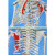 170cm人体骨骼模型椎间盘神经肌肉韧带骨架成人小白骷髅教学脊椎 170ＣＭ骨架（带神经根）