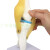人体膝关节功能模型 半月板交叉韧带活动膝盖骨髌骨 骨骼教学模型