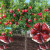 石榴树苗突尼斯软籽盆栽地栽当年结果南方北方种植庭院大红石榴树苗 7公分粗一颗