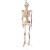 FACEMINI WY-21 85CM软挂骨骼合集 人体骨骼模型医学教学器材用具 附半边肌肉起止和带韧带 规格 48h 