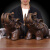 鼎迷 大象摆件一对实木雕刻招财吉象家居客厅玄关装饰品办公室乔迁礼品 大号花梨木公象