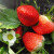物鲜仙子四季草莓苗 草莓苗盆栽 庭院阳台盆栽地栽草莓苗 奶油草莓 攀援草 P菠萝草莓 10棵不含盆