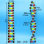 大号DNA双螺旋结构模型拼接遗传基因和变异diy初高中化学生物实验器材教具教学演示版DNA物理分子结 DNA双螺旋结构模型(中号)