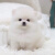 萌幻蜜语福汪  博美犬茶杯犬幼犬纯种哈多利小型犬 支持视频选宠包售后 宠物级 高品质 母