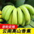 【现发】云南高山香蕉香蕉直发大果芝麻焦薄皮蕉整箱当季 2斤试吃装 特级蕉【送人佳品】