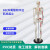 七格匠人体骨骼模型85CM骨骼合集 生物教学仪器模型