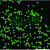 单分散 聚苯乙烯荧光微球 红色 绿色荧光微球 生物试剂 科研 绿色荧光微球 1m 1 mL(10 mg