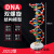 DNA双螺旋结构模型大号高中模型60cmJ33306脱氧核苷酸链分子结构 DNA双螺旋结构模型(小号)