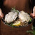 农美年乳山精品生蚝2XL 鲜活牡蛎生鲜贝类新鲜海蛎子带壳5.5斤装 约29个 精品生蚝 净重 4.6斤 29个 左右
