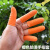 防滑手指套劳保工业乳胶手套耐磨橙色白色麻点一次性乳胶橡胶防护 橙色麻点指套S码(100个/包)