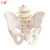 仁模RM-128自然大女性骨盆带二节腰椎模型 髂骨坐骨耻骨演示 助产分娩示教