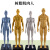 科睿才实验室人体肌肉3D模型 全身解结构 男女人偶参考仿真 30cm树脂全肌白男 17368 