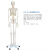 赫斯密（HSM）人体骨骼新成文教模型肌肉骨架标本解剖脊柱骨科教学模具10个/套