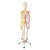 沪教人体骨骼模型 骨架医学模型 半身神经半身血管 176cm 