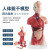 钢骑士 人体躯干解剖模型 器官可拆卸医学教学心脏内脏模型 85CM男性躯干（可拆19件） 