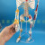 85cm人体骨骼模型骨架人体模型 成人小骷髅教学模型 脊椎全身模型 E款:85CM骨骼带心脏血管及脑