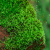 卉双鲜活苔藓微景观盆景盆栽水陆缸造景青苔植物白发藓假山草diy材料T 星星藓(11*8)cm*10盒