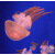 水母活物网红海洋物赤月海月倒立观赏水母发光好养 发光杯水母套装 套餐内包含两只