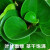 煦光碧玉豆瓣绿盆栽植物花卉盆景摆件土培绿植 豆瓣绿+红福陶瓷盆