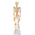 樵牧人  人体骨骼模型 骨架人体模型 成人小骷髅教学模型脊椎全身 85CM立式着色椎间盘神经附韧带 1副 