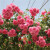 蔷薇花苗藤本月季特大庭院爬藤植物花卉盆栽阳台玫瑰爬墙Y 红色龙沙 高度80-90厘米