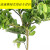 山头林村柠檬树盆栽绿植大型室内客厅阳台植物 1.4-1.5米柠檬树白色钻石盆