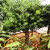 罗汉松盆景树苗大叶小米雀舌罗汉松阳台盆栽黑珍珠带土球Y 7-8公分粗 罗汉松 高1.5-1.8米 不含盆