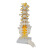 FACEMINI LT-9 5节腰椎带骶骨打开附神经（Ⅱ）模型 骨科教学展示教具 腰椎带骶骨打开附神经模型1个