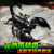 亚洲雨林蝎超大宠物黑蝎子活体18cm温顺无毒可上手爬虫+套餐包活 3-5cm雨林蝎1只+套餐
