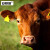 安赛瑞 牛耳标 兽用养殖标号耳牌 7.5cm×10cm 橘色带字（100套） 530076