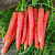 大禹 胭脂红胡萝卜种子水果萝卜籽可生吃甜脆手指罗卜四季种阳台蔬菜 美人指水果胡萝卜种子 10g