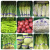 蔬菜捆扎带超市捆绑带扎菜带绿色紫蓝红色生鲜印字胶带定做 带字新鲜紫蓝1.2*50米