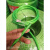 包塑钢丝绳绿色遮阳网葡萄架搭大棚牵引百香果猕猴桃细软晾衣绳 3毫米升级镀铜钢丝绳500米+60卡扣