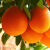 秭嘉鲜（顺丰直发）秭归伦晚脐橙新鲜橙子 现摘现发 应季水果彩箱 12枚精品礼盒