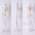 45 85 170cm人体骨骼模型骨架人体模型小白骷髅教学脊椎身 170厘米【脊神经+间椎盘+韧带 +肌肉起止点】
