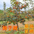 甜脆柿子树苗新品种特大树别墅盆栽庭院地栽南北方耐寒嫁接果树苗 红灯笼 粗6公分以上 高度1.7--1.9米