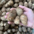 2023年新鲜山东芋头现挖农家毛芋头滑糯自种芋艿香芋毛芋头5斤3斤 5斤 中大果