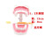 牙科标准牙模型牙齿模型牙模教学假牙幼儿园刷牙练习口腔儿童模型 【标准水晶模型】牙刷