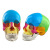 动力瓦特 小型头骨模型 骷髅模型 彩色头颅骨模型  彩色头骨模型（可拆卸22块部件） 