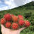 海南新鲜水果红毛丹【顺丰直达】热带孕妇水果古怪不常见水果 2斤 礼盒装